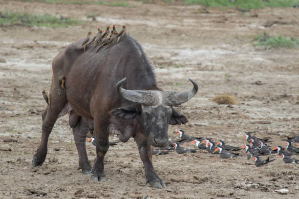 istock Cape Buffalo and Oxpeckers 1309994010
