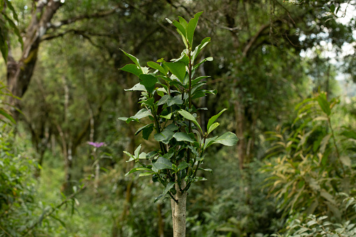 Image with the Yerba mate tree (Portuguese: erva mate) (Ilex paraguariensis) mixed ombrophilous forest at the Serra Catarinense, Santa Catarina state - Brazil
