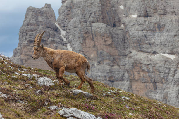 istock Young ibex walking on a meadow with rock wall background, Dolomites, Italy 1309995200