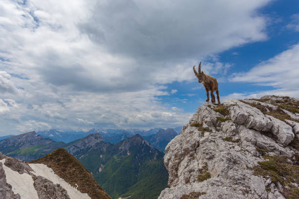 istock Young ibex over a rock with awesome dolomite mountains background 1309995208