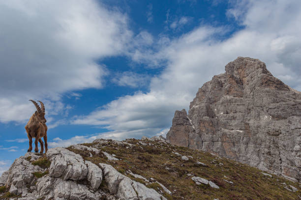 istock Young ibex over a rock with awesome dolomite Mount Duranno background 1309995230