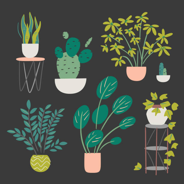 ilustrações, clipart, desenhos animados e ícones de coleção de plantas de casa variadas — elementos vetoriais desenhados à mão - side table illustrations