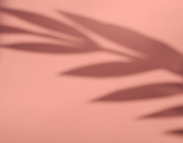 istock Leaf shadow and tree branch on wall. minimal summer concept. 1309995349