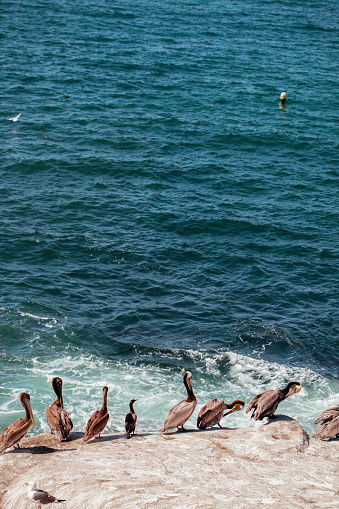 Flock of pelicans resting on white cliff with ocean background. Pacific ocean wildlife.