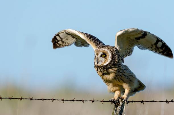 istock Field owl about to fly 1309996262
