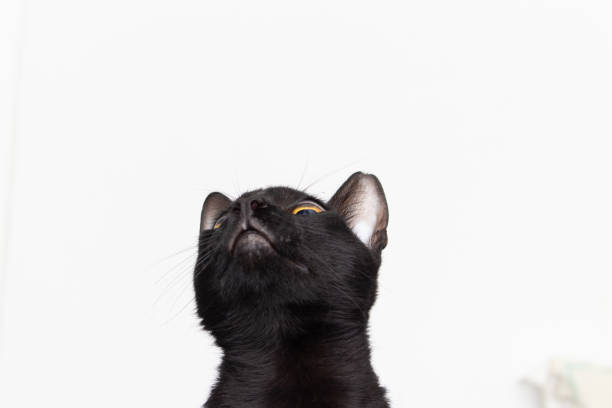 Black cat with yellow eyes seen from above on white background