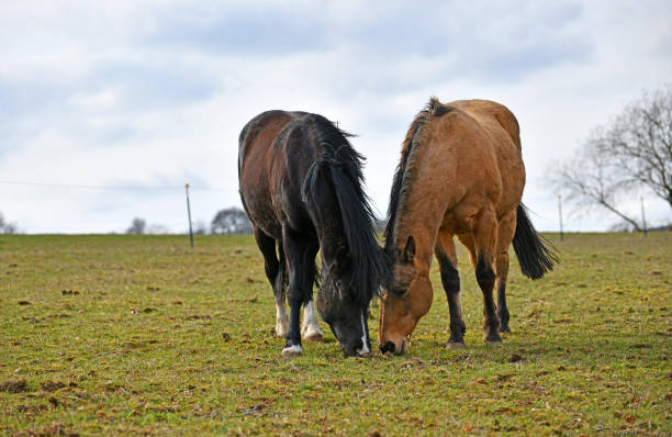 Domestic horses in a paddock