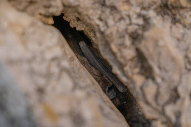 un piccolo pipistrello nascosto in una fessura di roccia - crevice foto e immagini stock