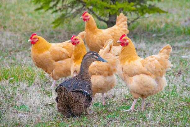 Photo of One of the guys-chickens and one duck-Howard County, Indiana