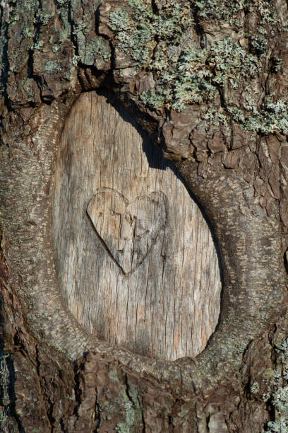 istock heart carved into the trunk of a tree 1309999100