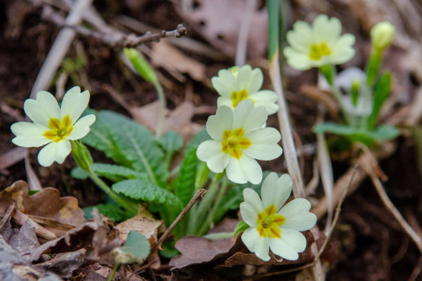 istock Yellow Cowslip Primrose flowers, Primula Veris 1309999788