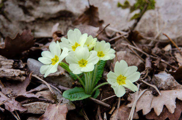 istock Yellow Cowslip Primrose flowers, Primula Veris 1309999789