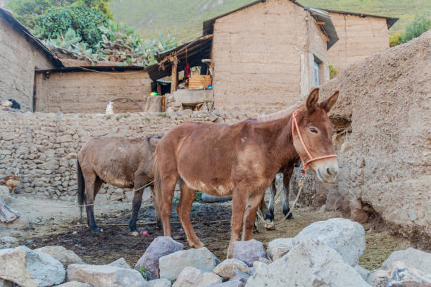 istock Donkeys in village Malata in Colca canyon, Peru 1310000736