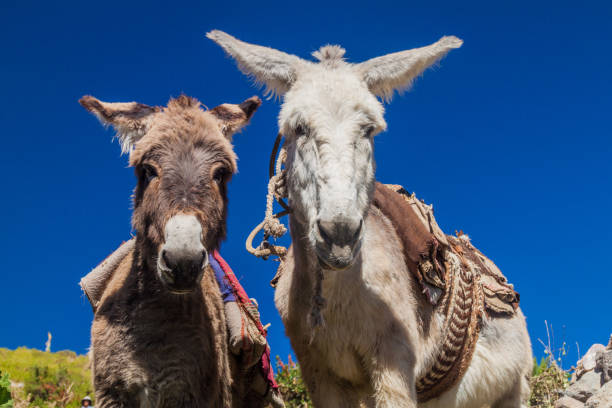 istock Curious donkeys in Cabanaconde village, Peru 1310000758