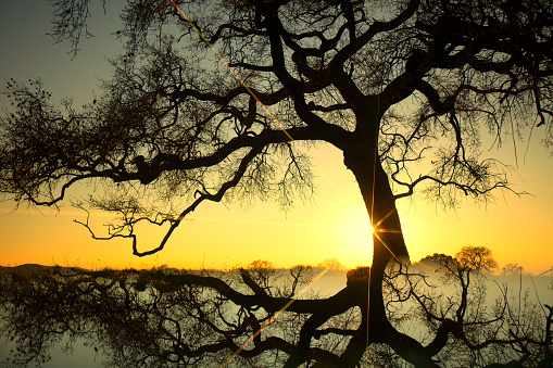 Sun rays at sunset, Quejigo (Quercus faginea). Spring. in Cabañeros, CL, Spain