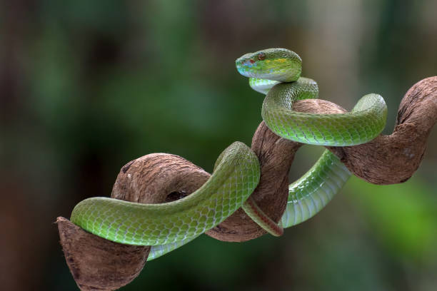 istock White-lipped island pit viper in dark background 1310002747