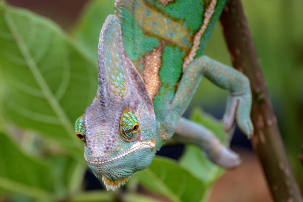 istock close up photo of a veiled chameleon face 1310002791