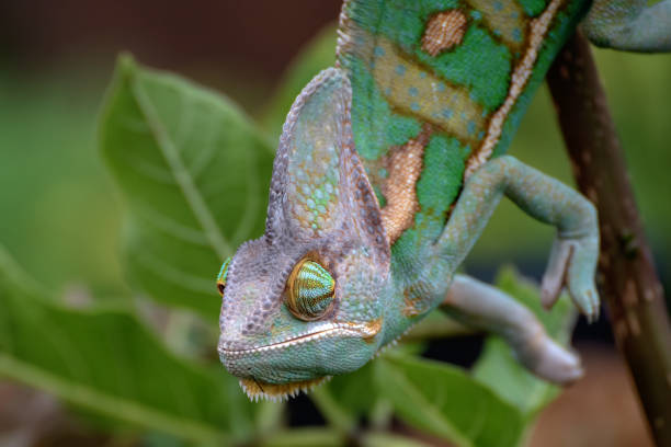 istock close up photo of a veiled chameleon face 1310002792