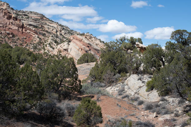 Trail with Monocline and junipers Trail near the No Thoroughfare Canyon picnic area near the east entrance of the Colorado National Monument on a spring day with drifting clouds. juniper tree juniperus osteosperma stock pictures, royalty-free photos & images