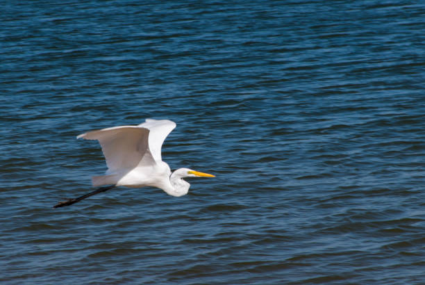 istock Crane gliding over Lewisville Lake 1310004410