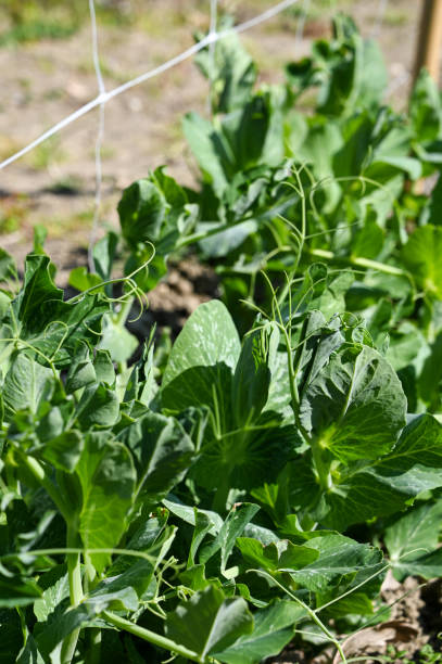 istock Green pea growths in the garden. 1310005331