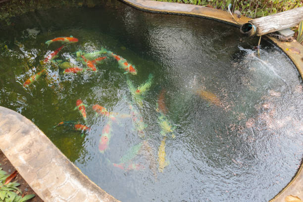 istock koi fish in the garden pond 1310008002