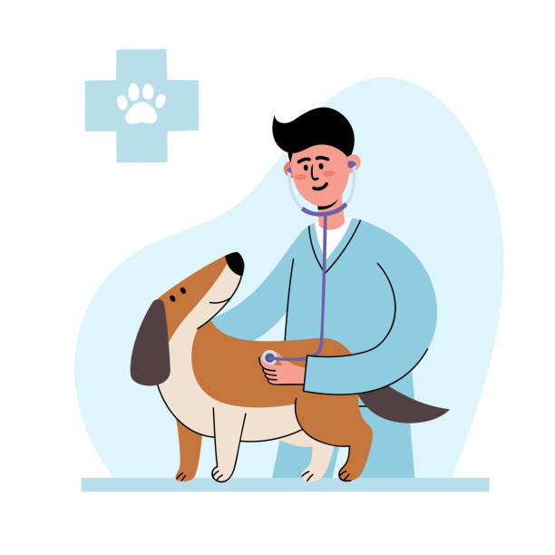 bildbanksillustrationer, clip art samt tecknat material och ikoner med veterinär lyssnar med stetoskophund isolerad på veterinärsjukhusens inre - veterinär, undersökning