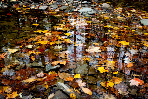 Reflections in the Fall stock photo