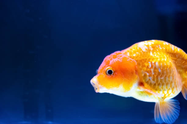 istock cute gold fish with the mouth opened close up 1310010763