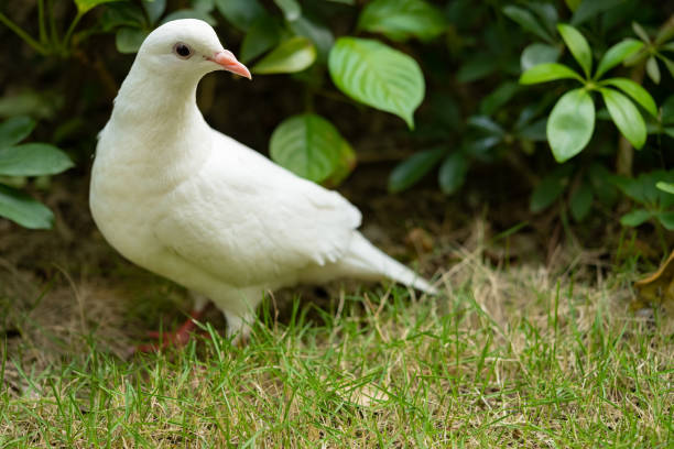 a domestic white pigeon standing on grass
