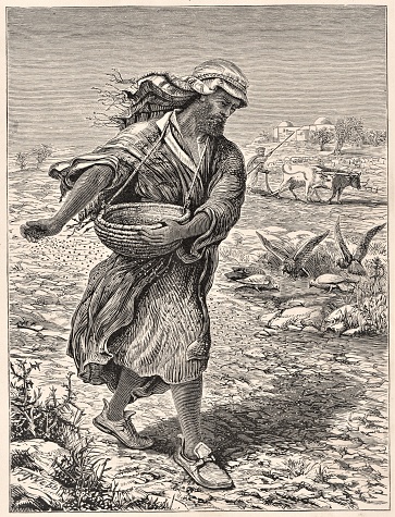 A farmer sowing in a field showing the parable of wheat and tares. Bible theology. Christianity. Illustration published 1879. Source: Original edition is from my own archives. Copyright has expired and is in Public Domain.