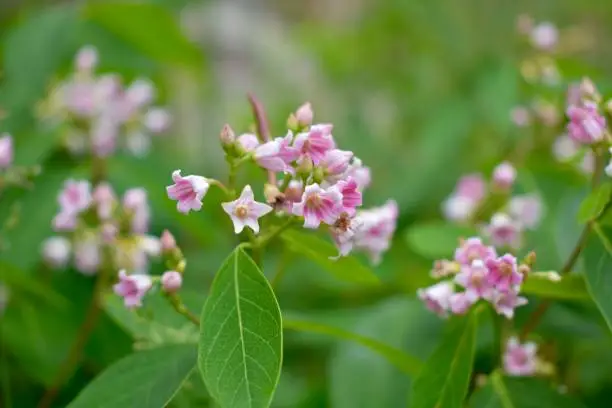 Photo of Dogbane Flowers, Chautauqua Park, Boulder, Colorado