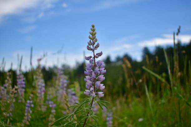 silvery lupine flower, chautauqua park, boulder, kolorado - wildflower flower colorado lupine zdjęcia i obrazy z banku zdjęć