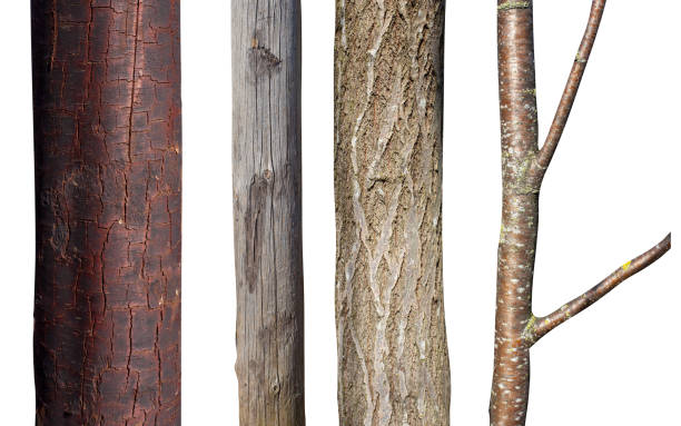 istock set of natural tree trunks isolated on white background 1310016232