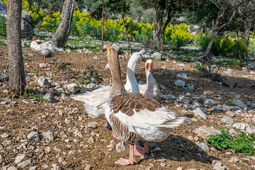 geese are crying and shouting against danger in the goose farm in Antalya