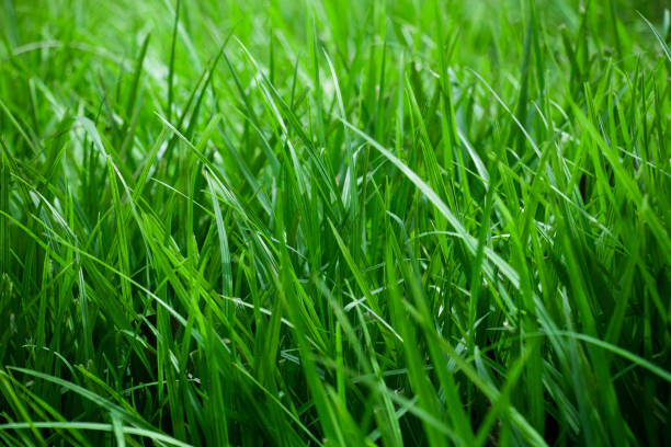 istock Background of a green grass. Green grass texture from a field 1310017336