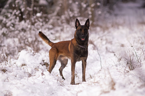 Happy Belgian Shepherd dog Malinois with a chain collar standing on a snow in winter forest