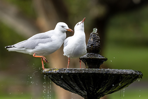 Silver Gulls drinking at water fountain