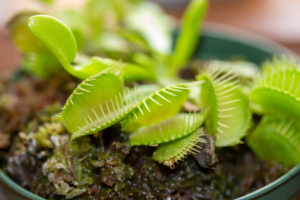istock Macro abstract view of an indoor Venus flytrap houseplant 1310023973