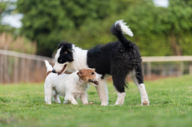istock Border Collie and Jack Russell Terrier playing in the grass 1310027884