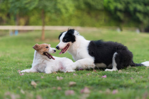 istock Border Collie and Jack Russell Terrier playing in the grass 1310027887