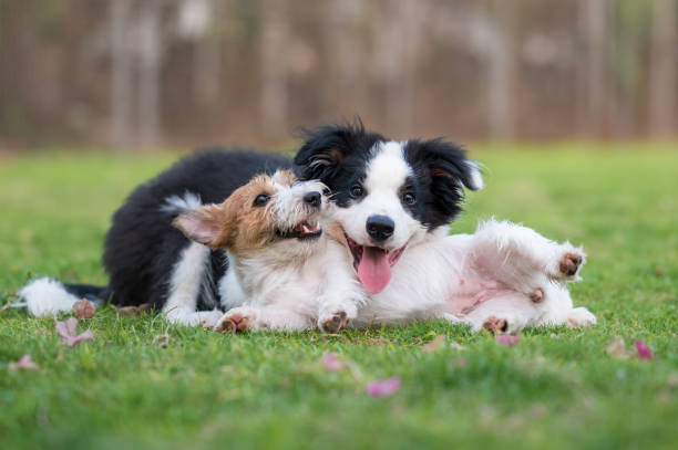 Border Collie and Jack Russell Terrier playing in the grass