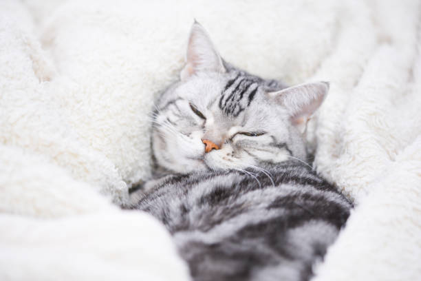 istock Sleepy cat buried in a blanket 1310029395