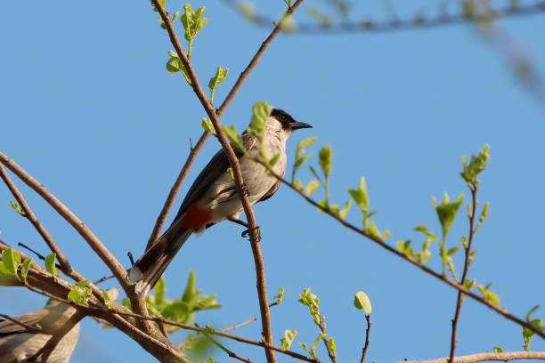 istock Close-up Sooty-Headed Bulbul Bird Perched on Branch Isolated on Blue Sky 1310029484