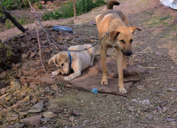 istock Two Young and cute Dogs 1310030445
