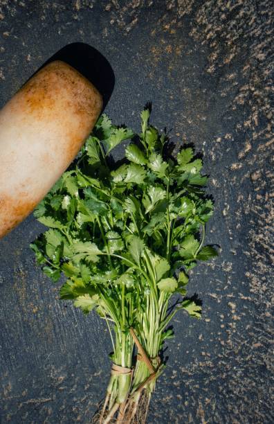 organic coriander leaves bunch isolated on indian traditional sil batta or grinding stone - fresh coriander imagens e fotografias de stock