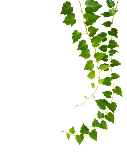 istock Waved ivy twigs with small green leaves isolated on white 1310031209