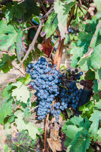 istock Ripe grapes in a vineyard, La Rioja region, Spain 1310032146
