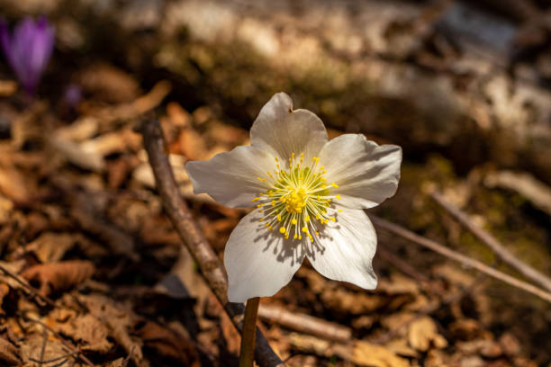 istock Hellebores growing in the forest, close up 1310035139