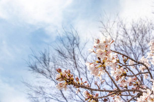 istock Pink cherry blossoms and blue sky 1310035142